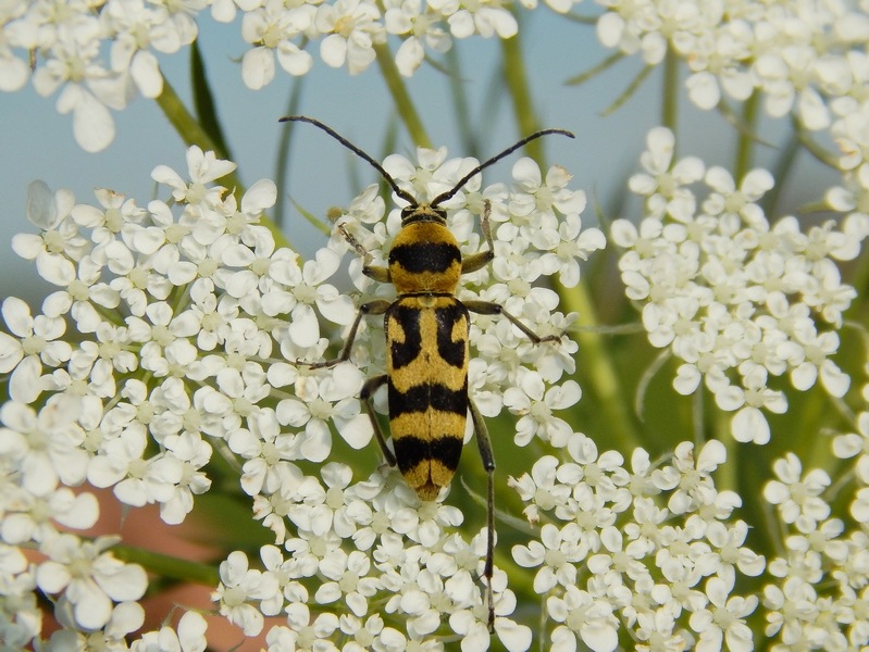Chlorophorus varius